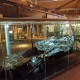 The Dover Bronze Age Ship, Dover Museum and Bronze Age Boat Gallery